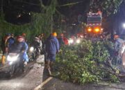 Diterjang Angin Kencang, Kota Batu Dilanda Pohon Tumbang di Sejumlah Wilayah
