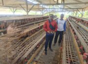 Dari KUR hingga BRImo, Begini Cara BRI Dampingi Pertumbuhan Peternakan Edi di Tulungagung