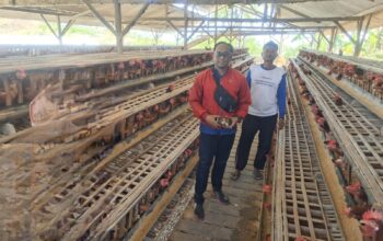 Dari KUR hingga BRImo, Begini Cara BRI Dampingi Pertumbuhan Peternakan Edi di Tulungagung